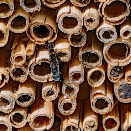 Insect sits on a wall of cut off reed polesの写真素材