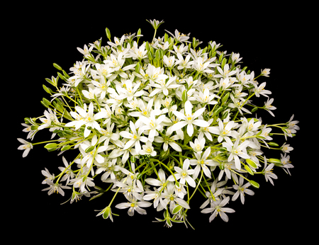 Bouquet of daisies against a black backgroundの写真素材