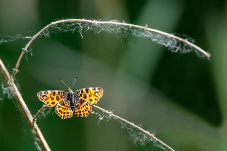 Little butterfly sits on a dark blue background with copy spaceの写真素材