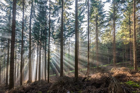 Sunrise in a coniferous forest with bright sunbeamsの写真素材