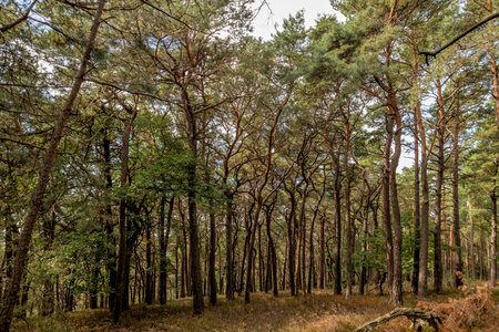 Bright pine forest with blue sky and ferns