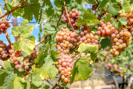 Ripe pink grapes hang in the sun on the bush