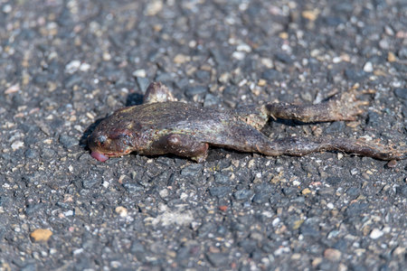Dead flattened frog sticks its tongue out of its mouth and lies in the street.