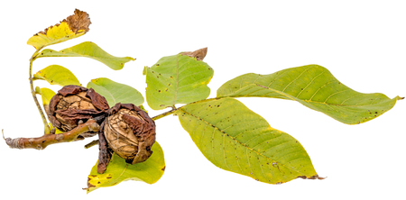 Two ripe walnuts on the branch with leaves isolated on whiteの写真素材