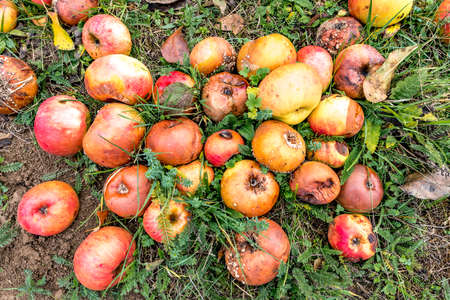 Old decayed apples are scattered on a meadow orchard in autumnの写真素材