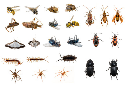 mixed collection of dead and living insectsの写真素材