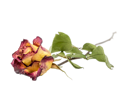 Yellow red rose with dried leaves isolated on whiteの写真素材
