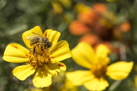 Soft-drawn honeybee on a yellow blossom against blurred green background with copy spaceの写真素材