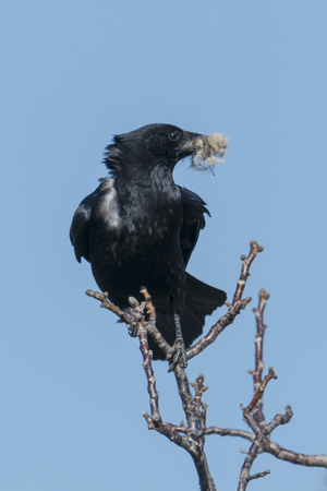 Raven with nesting material in its beak sits on a branch against a blue sky, ruffled by the windの写真素材