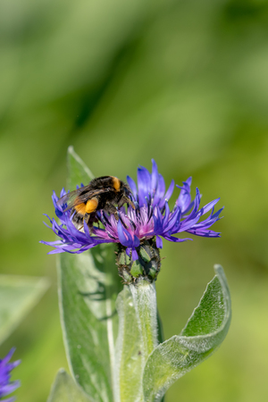 Cornflower with bumblebee in front of green blurred backgroundの写真素材