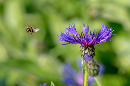 Cornflower with flying bumblebee in front of green blurred backgroundの写真素材