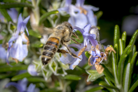 Honeybee in the spring is flying to a rosemary blossomの写真素材