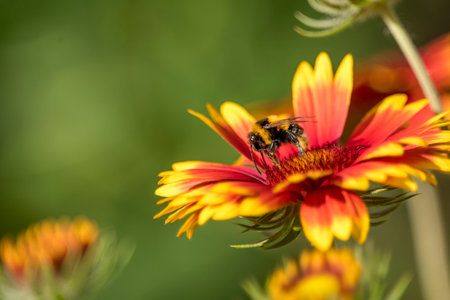 Bumblebee on a yellow - red aster blossom isolated against blurred green background