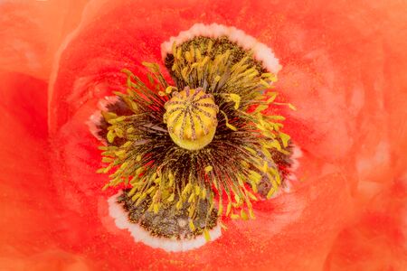 Red poppy blossom as macro shot with stamens and stamp as backgroundの写真素材