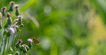 Little butterfly sits on a blossom in front of green blurred background with copy space