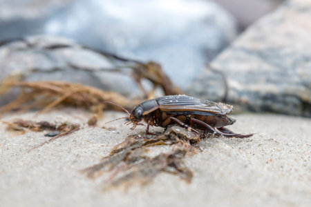 Large swarm beetle crawls over stones at the European Baltic Sea coast
