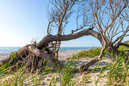 Pine forest on the German Baltic coast with dunes, grass and sand