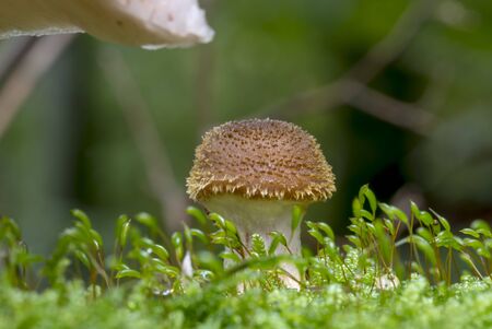 Single young honey agaric mushroom grows in green moss in front of blurred backgroundの写真素材