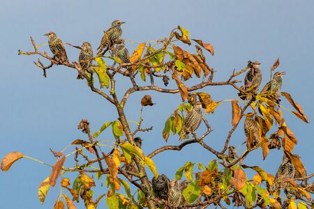 Many starlings are sitting on a walnut tree with autumnal foliage and blue cloudless skyの写真素材