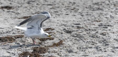 White Herring Gull flies over sandy beach of the Baltic Sea with waves and blue skyの写真素材