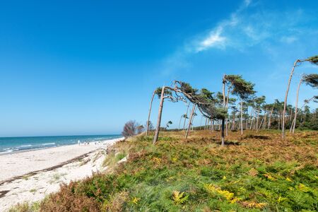 Pine forest on the German Baltic coast with dunes, grass and sandの写真素材