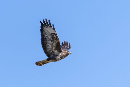 Flying buzzard with spread wings against a blue skyの写真素材