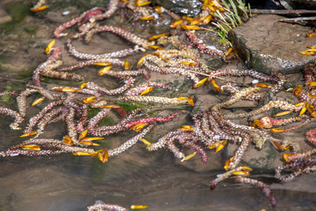 Poplar flowers float on the water between grass and stones
