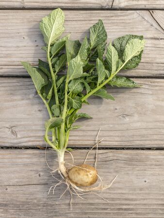 Complete young potato plant with tuber and leaves on gray wooden boardsの写真素材