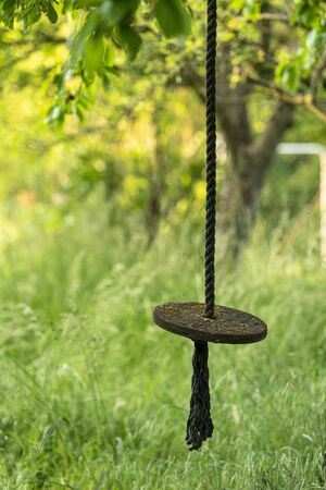 Swing from a wooden disc hangs on a thick rope in an overgrown gardenの写真素材