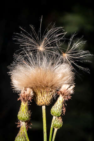 Meadow goat seeds in closed flower against a black backgroundの写真素材
