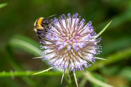 Bumblebee sits on a thistle blossom against a blurred backgroundの写真素材
