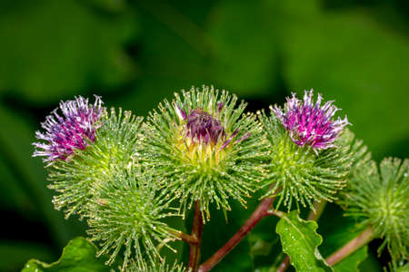 Bud of a Banater globular thistle with water drops in front of blurred green backgroundの写真素材