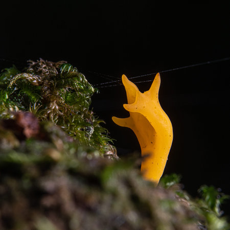 yellow sticky hornling ,Calocera viscosa, mushroom in the moss