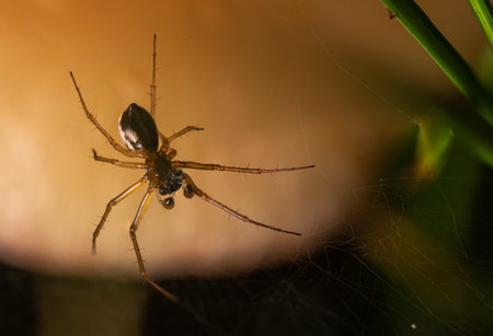 View of the underside of a small spider in its web