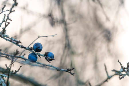 Three ripe sloe berries hang on a leaf-free branchの写真素材