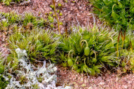 Macro shot of blooming moss with bright lichen on a sandstoneの写真素材