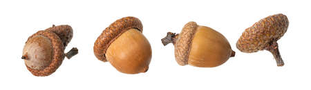 Isolated acorns, acorn nuts as a border against a white backgroundの写真素材