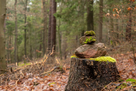 Signpost of sandstones placed on the forest floor with pine needles and moss against a blurred backgroundの写真素材