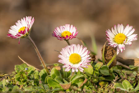 Macro shot of a group of red white daisies in the grass against a blurred backgroundの写真素材