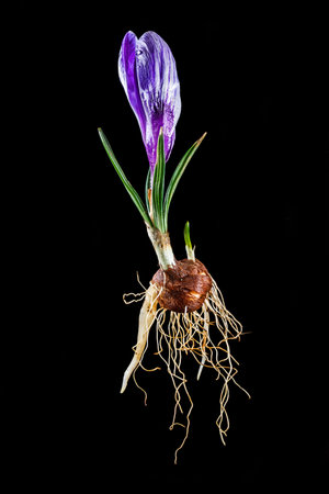 Complete purple crocus with flower, leaves, roots and onion isolated on black