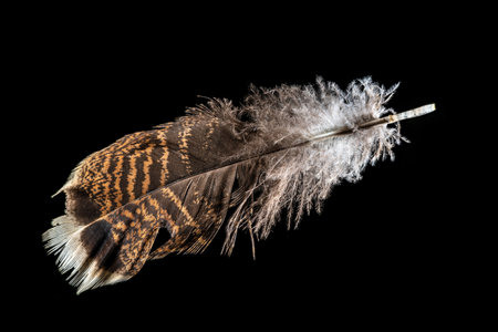 Macro shot of a red-brown turkey feather isolated on blackの写真素材