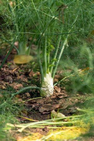 Green fennel grows on a field in a row with blurred background