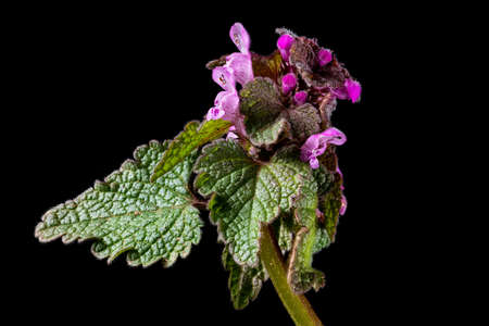 Close up of the flowers and leaves of a red dead nettle isolated on blackの写真素材