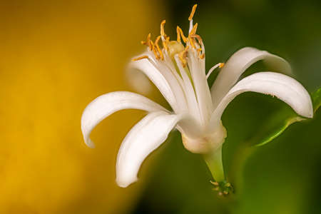 Close up of lemon blossoms in the tree against a blurred backgroundの写真素材