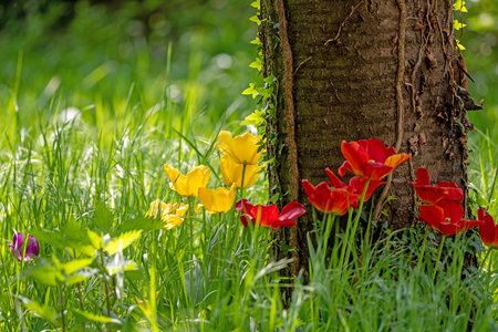 blooming yellow and red tulips grow in a group on a tree trunk in the grassの写真素材