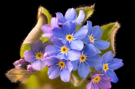 Closeup of a forget-me-not flower and leaves against a dark background