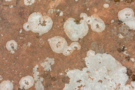 Close-up of a yellow-green lichen on an old sandstone