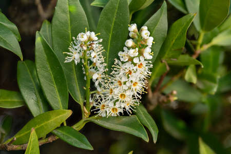 Macro shot of a blossom of the cherry laurel Laurocerasus with buds and leavesの写真素材
