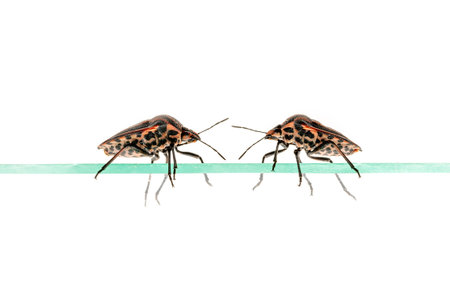 Two strip bugs crawl on a pane of glass isolated on white