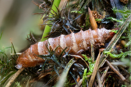 empty moth pupae shell between moss and pine needlesの写真素材